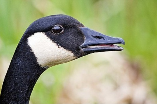Close-up of a Canada goose